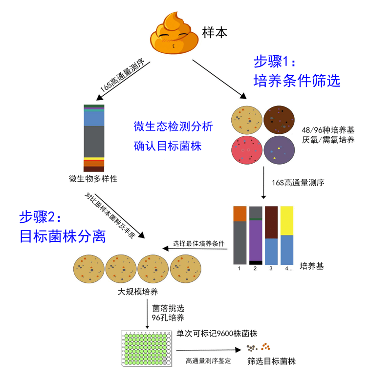 酶制剂定制：工业领域的革新与机遇
