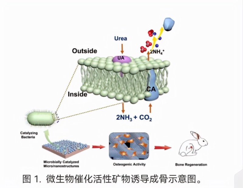 生物催化